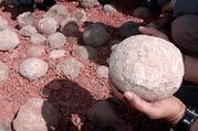 Phát hiện mẻ trứng khủng long tại Ấn Độ