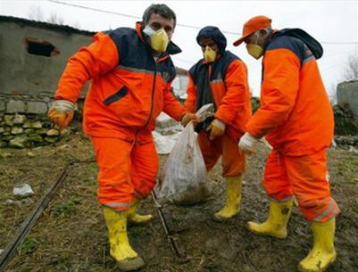 Phát hiện virus cúm gia cầm ở Thổ Nhĩ Kỳ