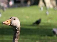 Virus H5N1 ở Anh giống 99,96% virus ở Hungary