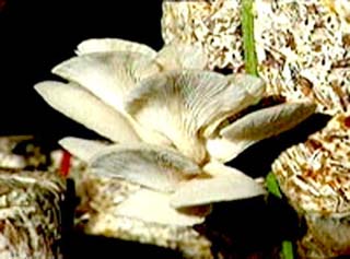 Trồng nấm bào ngư trên bụi xơ dừa