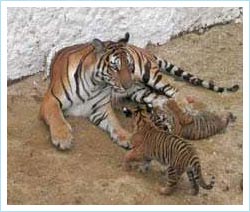 Lần thứ hai hổ Đông Dương đẻ thành công trong điều kiện nuôi