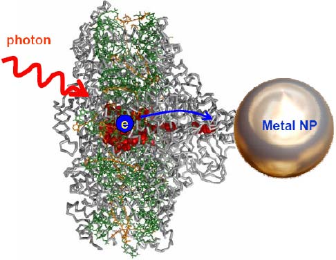 Tăng hiệu suất phản ứng quang hợp bằng các hạt nano