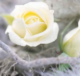 Hương hoa hồng - ''liều thuốc'' cải thiện trí nhớ