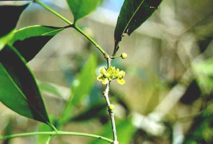 Thừa Thiên-Huế: Phát hiện cây quý chóc máu