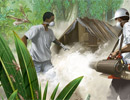 Càng bị côn trùng đốt, hệ miễn dịch càng "khoẻ"