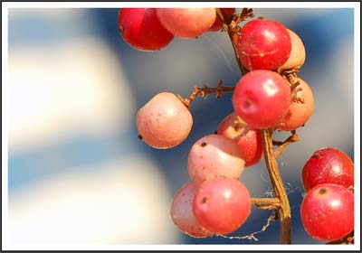 Hạt tiêu giữ vai trò chính trong việc phòng ngừa bệnh ung thư