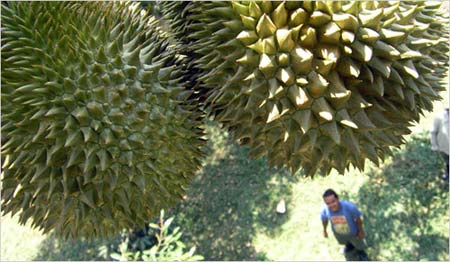 Sầu riêng nhẹ mùi như... chuối