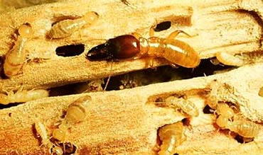 Mối chính là một loài gián xã hội