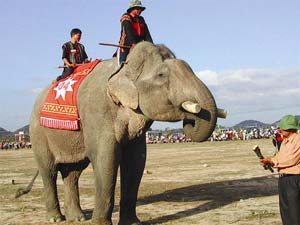 Thụ tinh nhân tạo cho voi