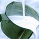 Nhiên liệu làm từ dầu dừa giúp hạn chế khí thải