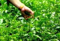 Giống chè mới trên đất Nghệ An