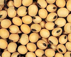 Đậu nành có khả năng giúp giảm cân
