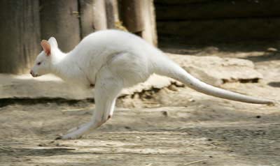 Kangaru bạch tạng