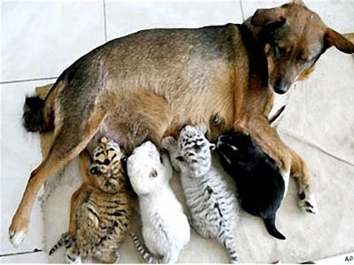 Mẹ chó nuôi con hổ