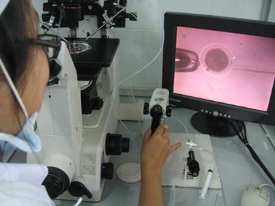 Tạo phôi bò từ tiêm tinh trùng vào trứng