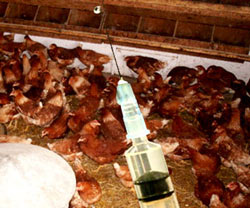 Vaccin H5N1 "made in Vietnam" sắp được thử nghiệm trên người