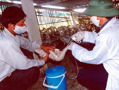 Thêm Bắc Giang, Hải Phòng xuất hiện dịch cúm gia cầm