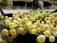 Tìm thấy chất giúp tăng cường trí nhớ