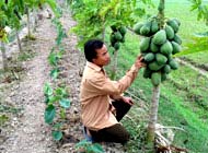 Để đu đủ sai quả và lâu cỗi