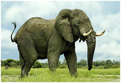 Phát hiện mới: Voi nghe bằng.. chân!