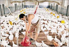 Virus H5N1 có thể lây qua đường tiêu hóa
