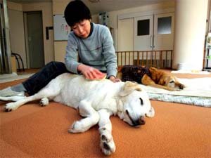 “Viện dưỡng lão” dành cho… chó cao tuổi