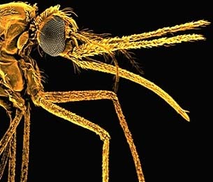 Bản đồ gien muỗi đã được hoàn thiện