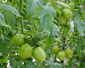 Ăn cà chua xanh dễ ngộ độc