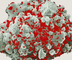 Chúng ta đã nhầm về HIV