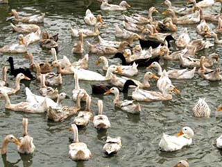 Môi trường chăn nuôi chứa đầy virus H5N1