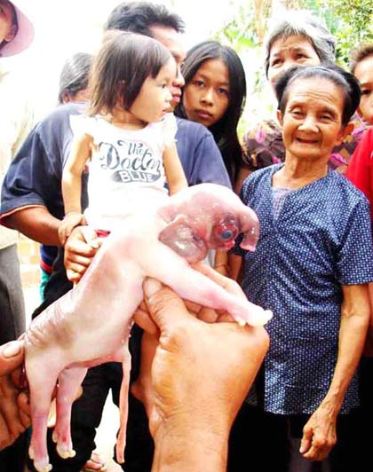Bình Định: Heo đẻ ra "voi"
