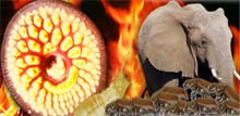 10 sinh vật gây hại nhất