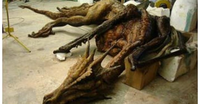 Trung Quốc: Phát hiện hóa thạch của rồng