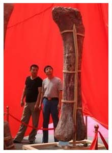 Ninh xương khủng long làm súp