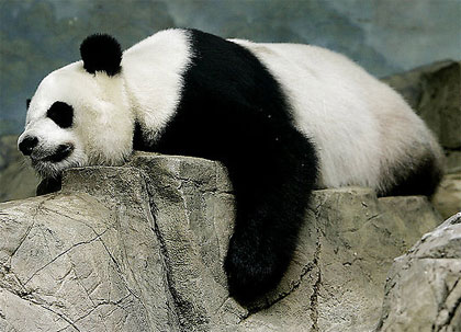 4 lần "yêu" đều... 1 vạch