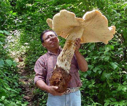 Nấm khổng lồ