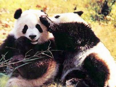 “Thị trấn gấu trúc”
