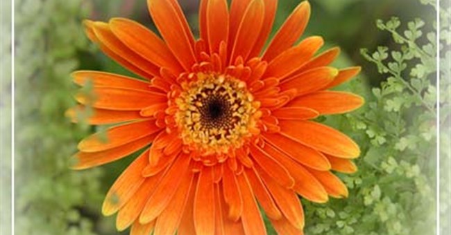 Phương pháp bảo quản một số loài hoa sau thu hoạch