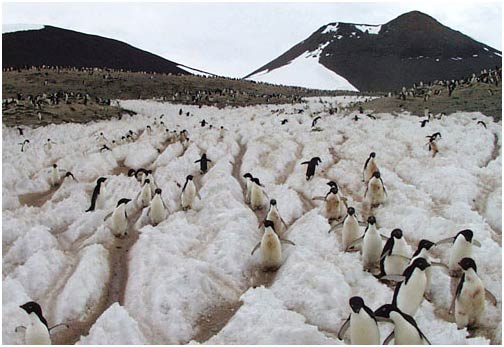 Dấu vết chim cánh cụt đo được chuyển động băng Nam cực