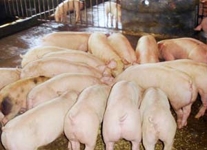 42 người đã mắc liên cầu khuẩn lợn