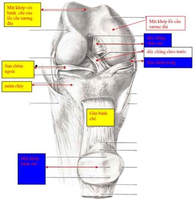 Phẫu thuật nội soi bệnh lý khớp gối