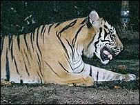 Cọp 3 chân vùng Sumatra
