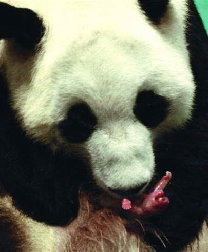 Đỡ đẻ cho gấu trúc