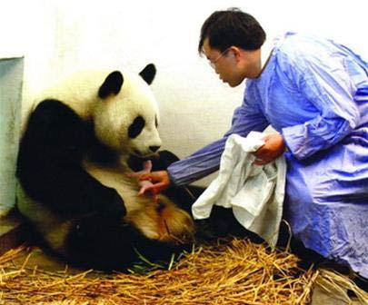 Đỡ đẻ cho gấu trúc