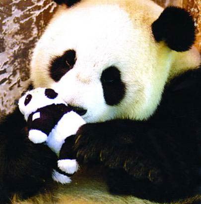 Đỡ đẻ cho gấu trúc