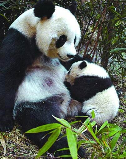 Đỡ đẻ cho gấu trúc