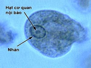 Thử nghiệm thành công vắc-xin chống ký sinh trùng Amip