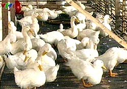 Thanh Hóa: Một trẻ tử vong do H5N1