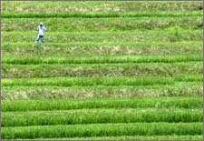 Nhật: Thử nghiệm sản xuất nhiên liệu sinh học từ cây lúa