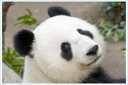 Gấu đực... đẻ con
